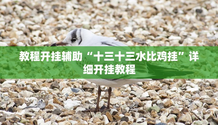 教程开挂辅助“十三十三水比鸡挂”详细开挂教程