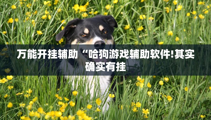 万能开挂辅助“哈狗游戏辅助软件!其实确实有挂