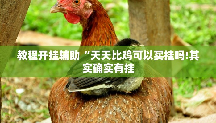 教程开挂辅助“天天比鸡可以买挂吗!其实确实有挂