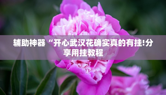 辅助神器“开心武汉花确实真的有挂!分享用挂教程