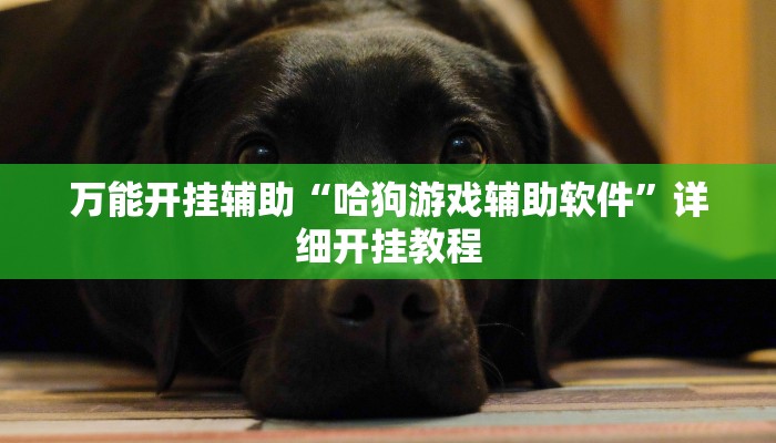 万能开挂辅助“哈狗游戏辅助软件”详细开挂教程