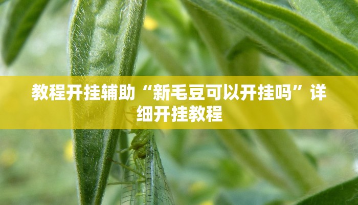 教程开挂辅助“新毛豆可以开挂吗”详细开挂教程