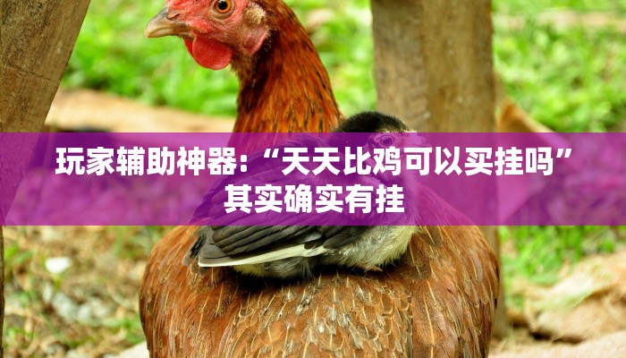 玩家辅助神器:“天天比鸡可以买挂吗”其实确实有挂